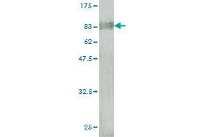 Western Blot detection against Immunogen (85. (BTD antibody  (AA 1-543))