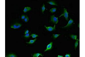 Immunofluorescent analysis of U251 cells using ABIN7157902 at dilution of 1:100 and Alexa Fluor 488-congugated AffiniPure Goat Anti-Rabbit IgG(H+L) (LANCL1 antibody  (AA 50-150))