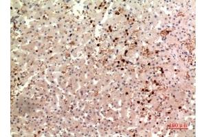 Immunohistochemical analysis of paraffin-embedded human-liver, antibody was diluted at 1:100. (TPO (Internal Region) antibody)