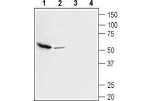 Western blot analysis of mouse (lanes 1 and 3) and rat (lanes 2 and 4) brain membranes: - 1,2. (SLC17A8 antibody  (Cytosolic))