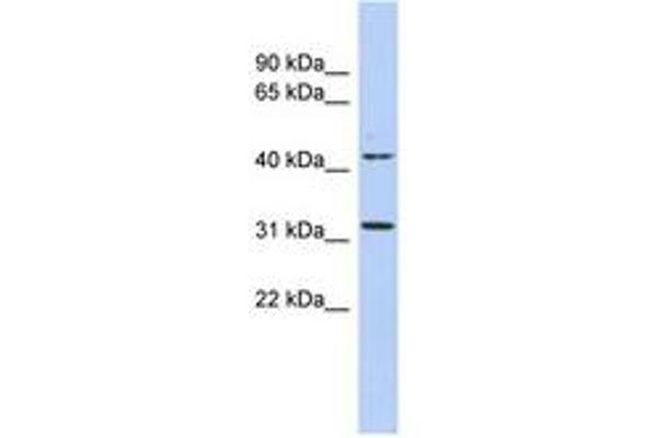 METTL6 antibody  (AA 35-84)
