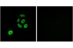 Immunofluorescence (IF) image for anti-Fibulin 2 (FBLN2) (AA 241-290) antibody (ABIN2890318) (FBLN2 antibody  (AA 241-290))