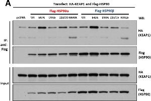 Western Blotting (WB) image for anti-Activator of HSP90 ATPase Activity 1 (AHSA1) (Internal Region) antibody (ABIN233816)