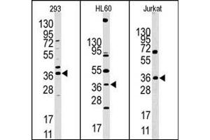 Image no. 1 for anti-Hypoxia Inducible Factor 1, alpha Subunit Inhibitor (HIF1AN) (N-Term) antibody (ABIN356559) (HIF1AN antibody  (N-Term))