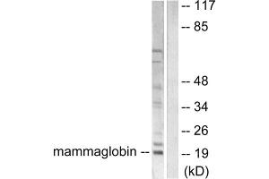 Western blot analysis of extracts from HepG2 cells, using Mammaglobin Antibody (ABIN2843548). (Mammaglobin antibody  (Internal Region))