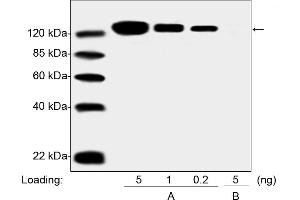 Western blot analysis of PEGylated drug (Pegasys, Peginterferon Alfa 2A) and Non-PEGylated Interferon Alfa 2A protein using the PEG Antibody [Biotin], mAb, Mouse (0. (PEG antibody  (Biotin))