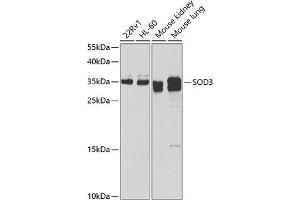Western blot analysis of extracts of various cell lines, using SOD3 antibody (ABIN6128740, ABIN6148276, ABIN6148278 and ABIN6222746) at 1:1000 dilution. (SOD3 antibody  (AA 19-160))