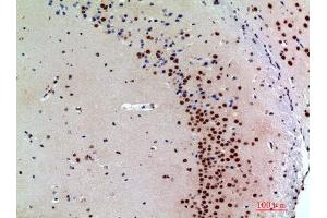 Immunohistochemistry (IHC) analysis of paraffin-embedded Mouse Brain, antibody was diluted at 1:200.
