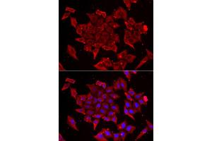 Immunofluorescence analysis of U2OS cell using TIMM17A antibody. (TIMM17A antibody)