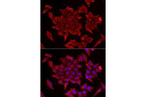 Immunofluorescence analysis of U2OS cell using TIMM17A antibody. (TIMM17A antibody)