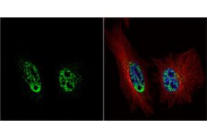 ICC/IF Image PRP19 antibody [C1C3] detects PRP19 protein at nucleus by immunofluorescent analysis. (PRP19 antibody)