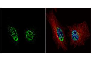 ICC/IF Image PRP19 antibody [C1C3] detects PRP19 protein at nucleus by immunofluorescent analysis.