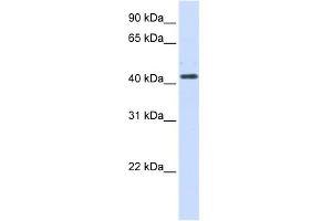 WB Suggested Anti-HSD3B2 Antibody Titration:  0. (HSD3B2 antibody  (N-Term))