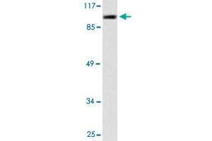 Western blot analysis of A-549 cell lysate with PML polyclonal antibody .