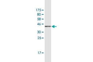 Western Blot detection against Immunogen (37. (HEY2 antibody  (AA 1-110))