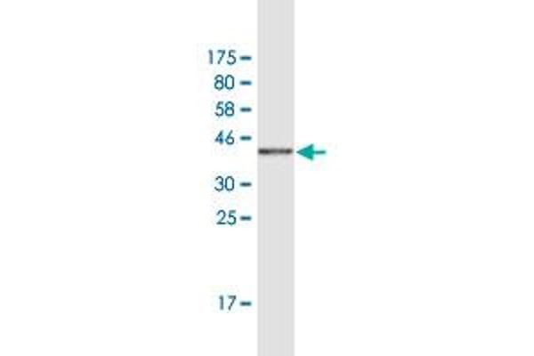 HEY2 antibody  (AA 1-110)