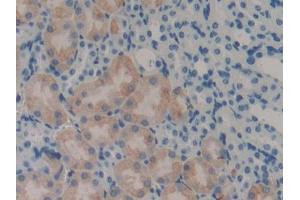 DAB staining on IHC-P; Samples: Mouse Kidney Tissue (LECT2 antibody  (AA 1-151))