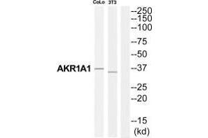 Western blot analysis of extracts from COLO205 cells and NIH-3T3 cells, using AKR1A1 antibody. (AKR1A1 antibody  (C-Term))
