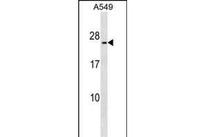 METTL7B Antibody (N-term) (ABIN1539320 and ABIN2849561) western blot analysis in A549 cell line lysates (35 μg/lane).