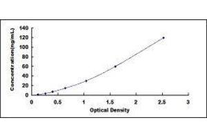 Filamin A, alpha (FLNA) ELISA Kit