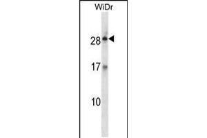 Western blot analysis in WiDr cell line lysates (35ug/lane). (Kallikrein 12 antibody  (AA 85-113))
