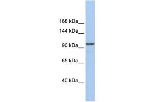 Western Blotting (WB) image for anti-Klotho beta (KLB) antibody (ABIN2459659) (Klotho beta antibody)