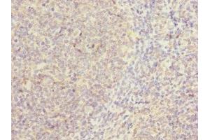 Immunohistochemistry of paraffin-embedded human tonsil tissue using ABIN7146507 at dilution of 1:100 (CAMSAP2 antibody  (AA 1-150))