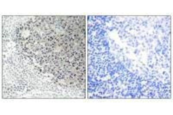 COL9A3 antibody