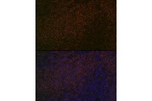 Immunofluorescence analysis of rat spleen using SHP1 Rabbit mAb (ABIN7269716) at dilution of 1:100 (40x lens). (SHP1 antibody)