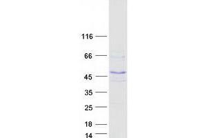 FBXW9 Protein (Myc-DYKDDDDK Tag)