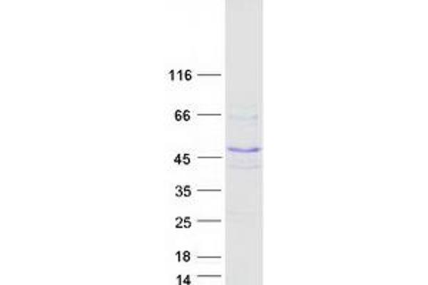 FBXW9 Protein (Myc-DYKDDDDK Tag)