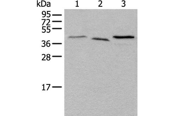 UBXN1 antibody