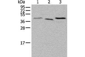 Western blot analysis of Mouse brain tissue Hela and HEPG2 cell lysates using UBXN1 Polyclonal Antibody at dilution of 1:500
