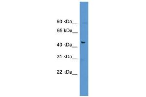 WB Suggested Anti-FAM53A Antibody Titration: 0. (Fam53a antibody  (C-Term))