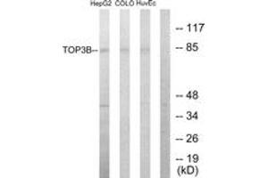 Western blot analysis of extracts from HepG2/COLO205/HuvEc cells, using TOP3B Antibody. (TOP3B antibody  (AA 51-100))