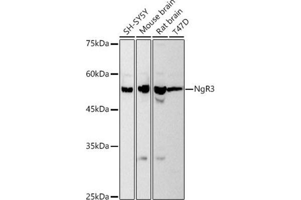 RTN4RL1 Antikörper