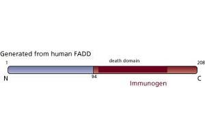 Image no. 3 for anti-Fas (TNFRSF6)-Associated Via Death Domain (FADD) (AA 94-208) antibody (ABIN967945) (FADD antibody  (AA 94-208))