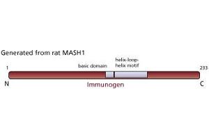 Image no. 1 for anti-Achaete-Scute Complex Homolog 1 (Drosophila) (ASCL1) antibody (ABIN967560) (ASCL1 antibody)