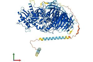 AlphaFold protein structure predicition of Mouse Recombinant Man2a1 Protein, UniprotID P27046 (alpha-Mannosidase II Protein (AA 1-1150) (His tag))