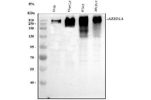 Western blot analysis of ARID1A using anti-ARID1A antibody (ABIN7602567). (ARID1A antibody  (AA 857-1552))