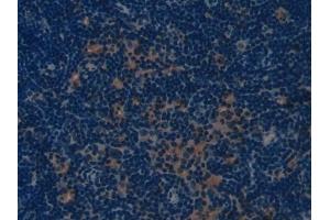 DAB staining on IHC-P; Samples: Mouse Lymph node Tissue (COL1A1 antibody  (AA 1225-1453))