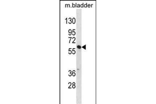 SNX30 antibody  (C-Term)
