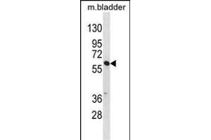 SNX30 Antibody (C-term) (ABIN1537180 and ABIN2849996) western blot analysis in mouse bladder tissue lysates (35 μg/lane). (SNX30 antibody  (C-Term))