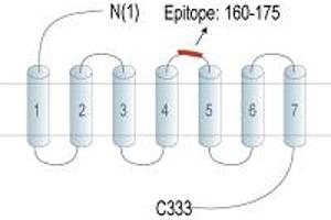 G Protein-Coupled Receptor 174 (GPR174) peptide