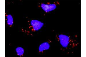 Proximity Ligation Assay (PLA) image for anti-SMAD Family Member 4 (SMAD4) (AA 1-552) antibody (ABIN561723)