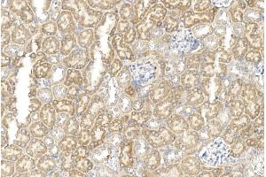 Immunohistochemical analysis of paraffin-embedded mouse kidney section using GREMLIN Antibody (C-term) (ABIN390078 and ABIN2840598). (GREM1 antibody  (C-Term))
