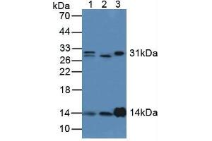 Figure. (LYZ antibody  (AA 24-144))