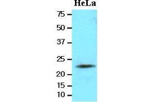 Cell lysates of HeLa(20 ug) were resolved by SDS-PAGE, transferred to nitrocellulose membrane and probed with anti-human LITAF (1:2000). (LITAF antibody  (AA 1-161))