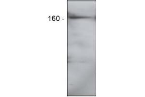 Western Blotting (WB) image for anti-Elastin Microfibril Interfacer 2 (EMILIN2) antibody (ABIN952078) (EMILIN2 antibody)