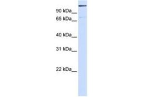 Image no. 1 for anti-Tankyrase 1 Binding Protein 1, 182kDa (TNKS1BP1) (AA 1512-1561) antibody (ABIN6744262) (TNKS1BP1 antibody  (AA 1512-1561))